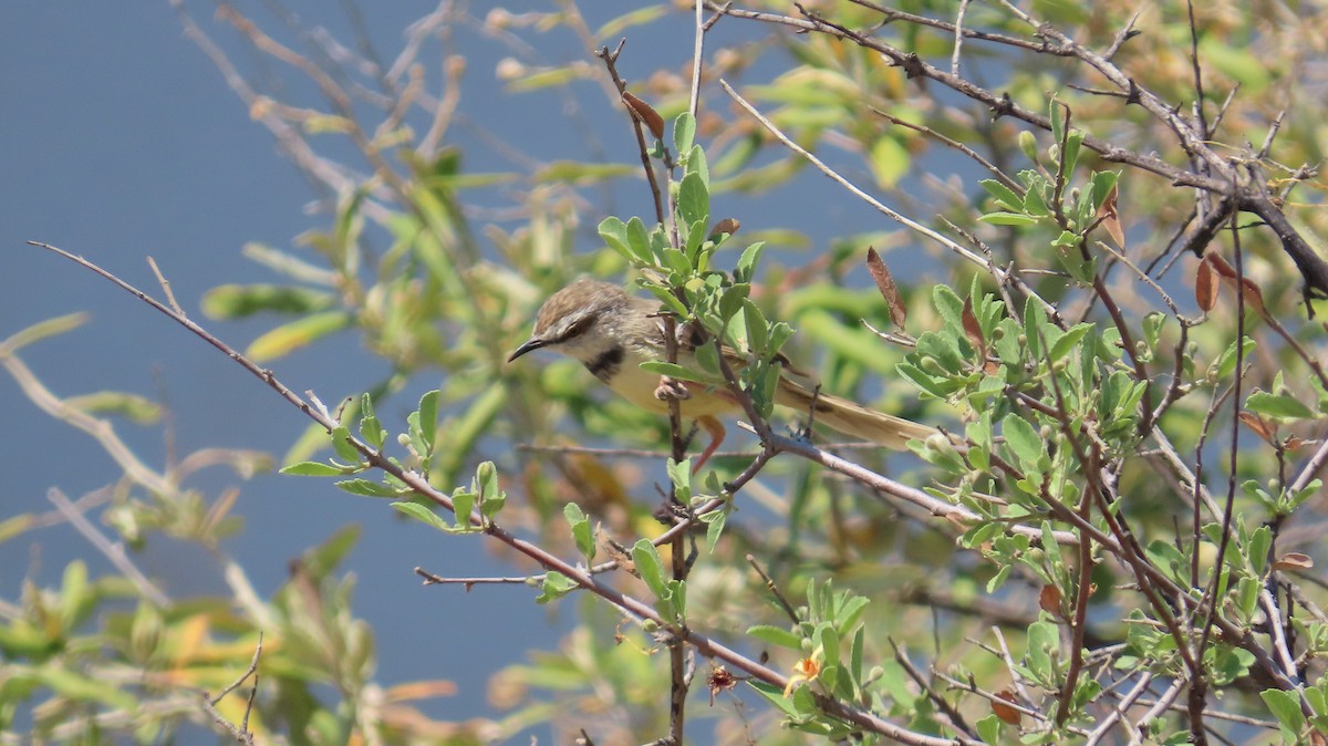 ムナグロハウチワドリ - ML645001350