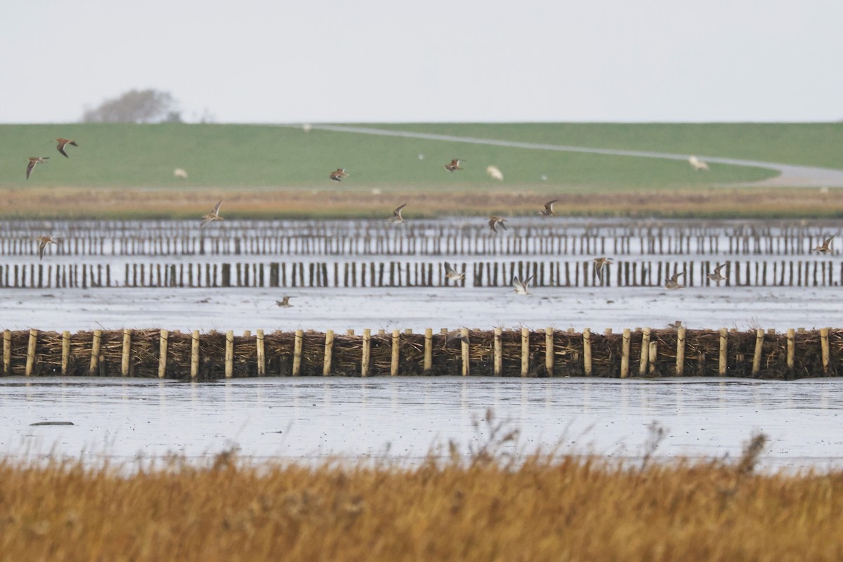 חרטומית ביצות - ML645001361