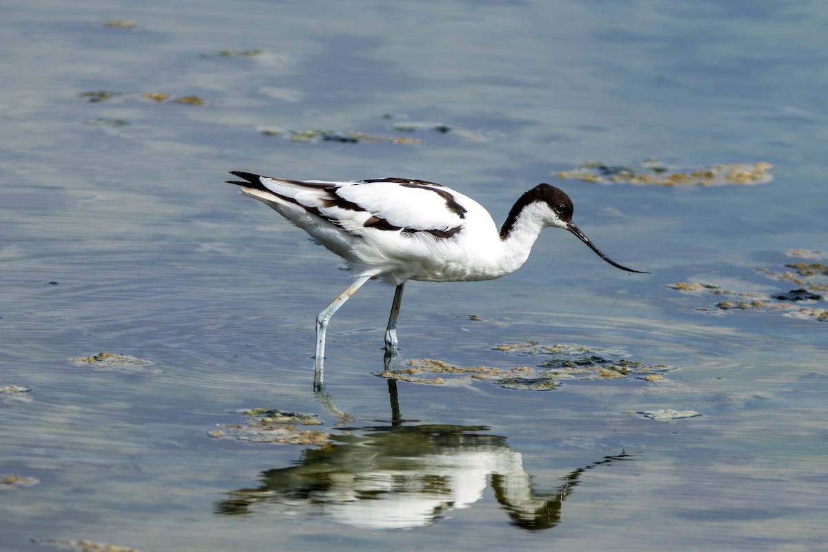 Pied Avocet - ML645001369