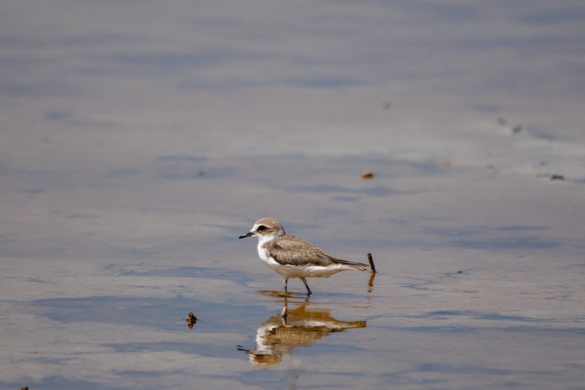 Kentish Plover - ML645001385