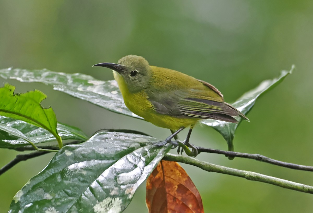 Yellow-bellied Longbill - ML645001392