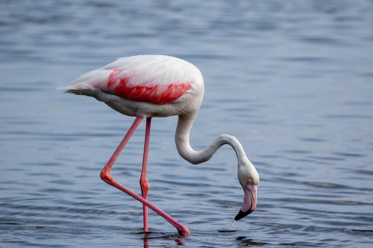 Greater Flamingo - ML645001406