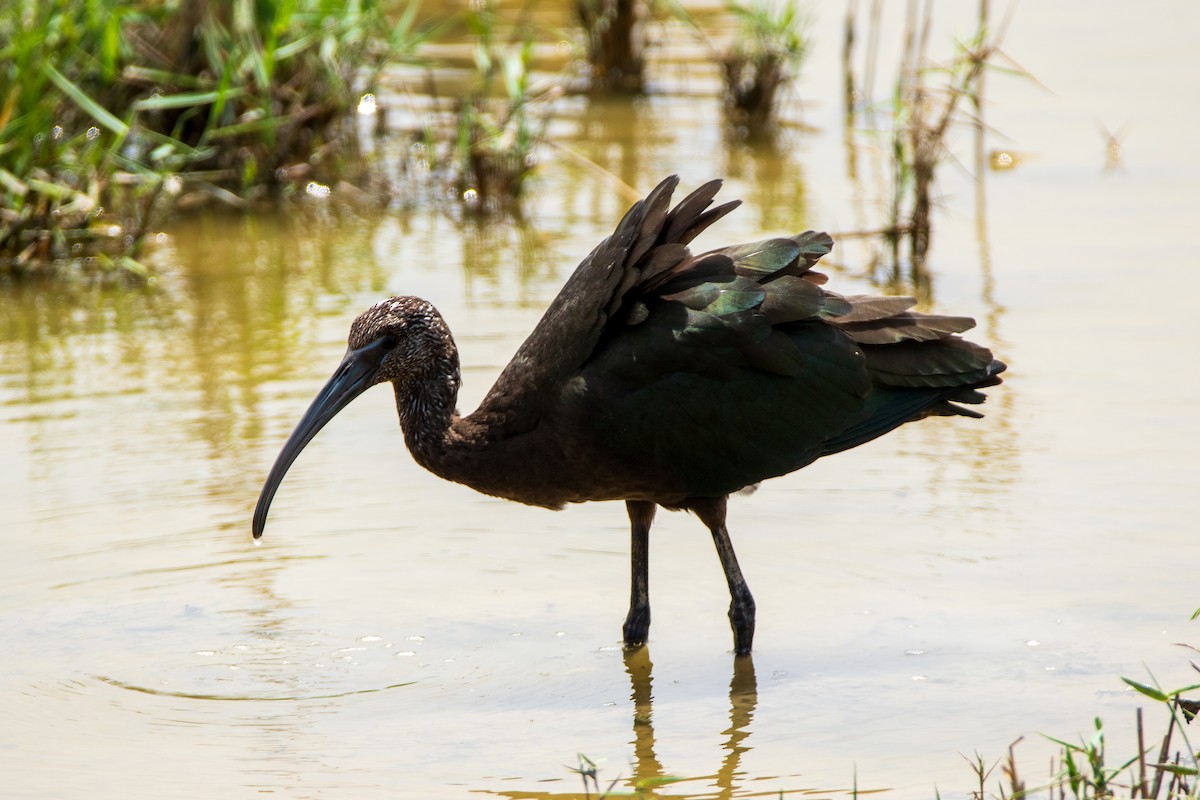 Glossy Ibis - ML645001417
