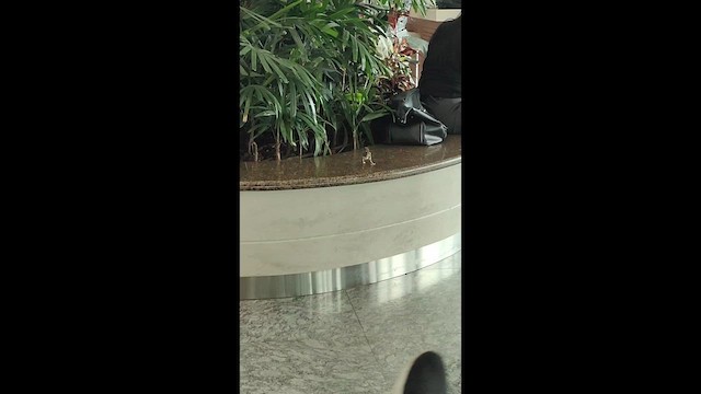 Горобець хатній - ML645001420