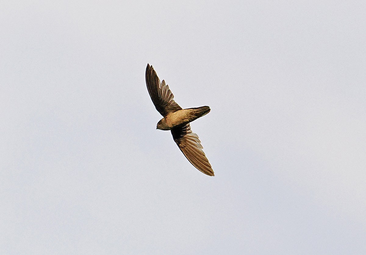 Uniform Swiftlet - ML645001428