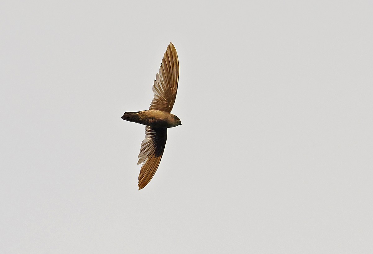 Uniform Swiftlet - ML645001429