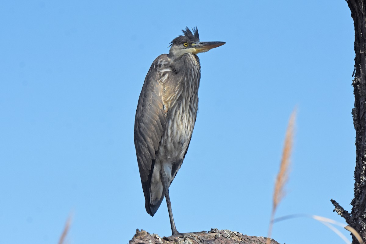 Great Blue Heron - ML645001435