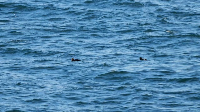 Турпан азійський - ML645001441