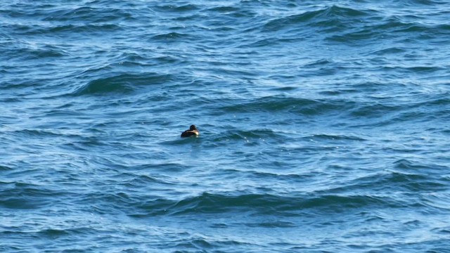 Турпан азійський - ML645001442