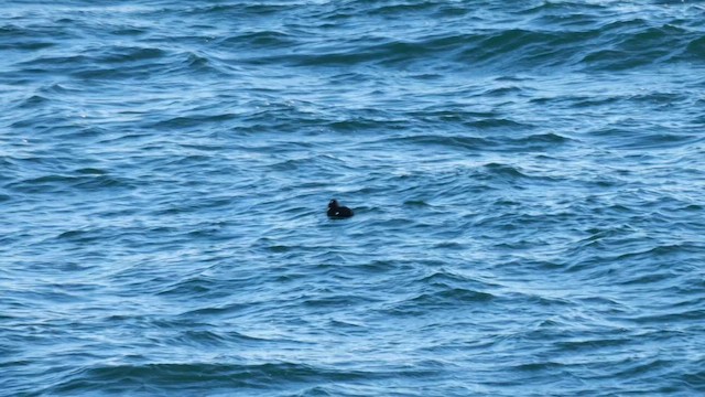 Турпан азійський - ML645001443