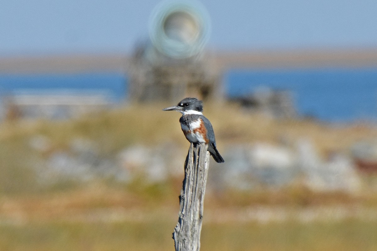 Martin handi iparramerikarra - ML645001450