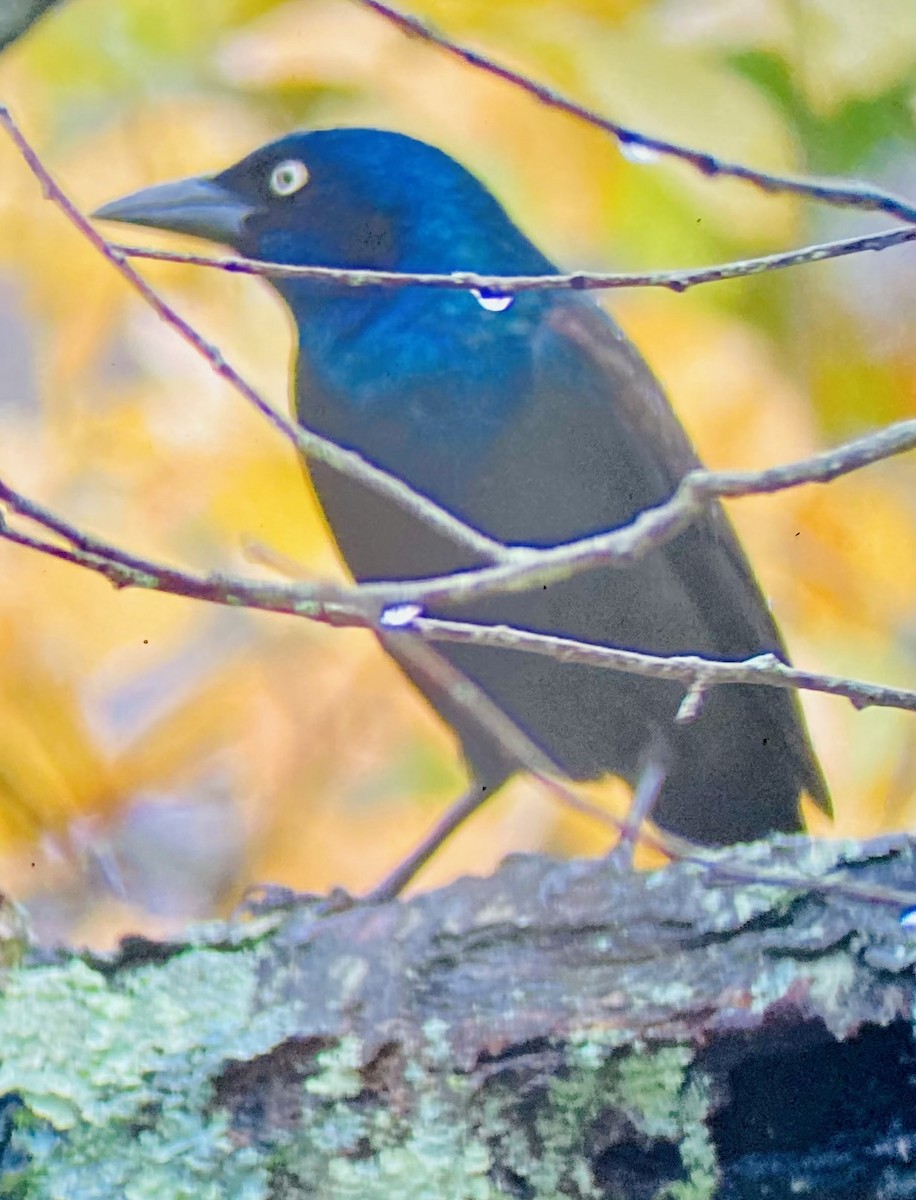 Purpurgrackel (versicolor) - ML645001470