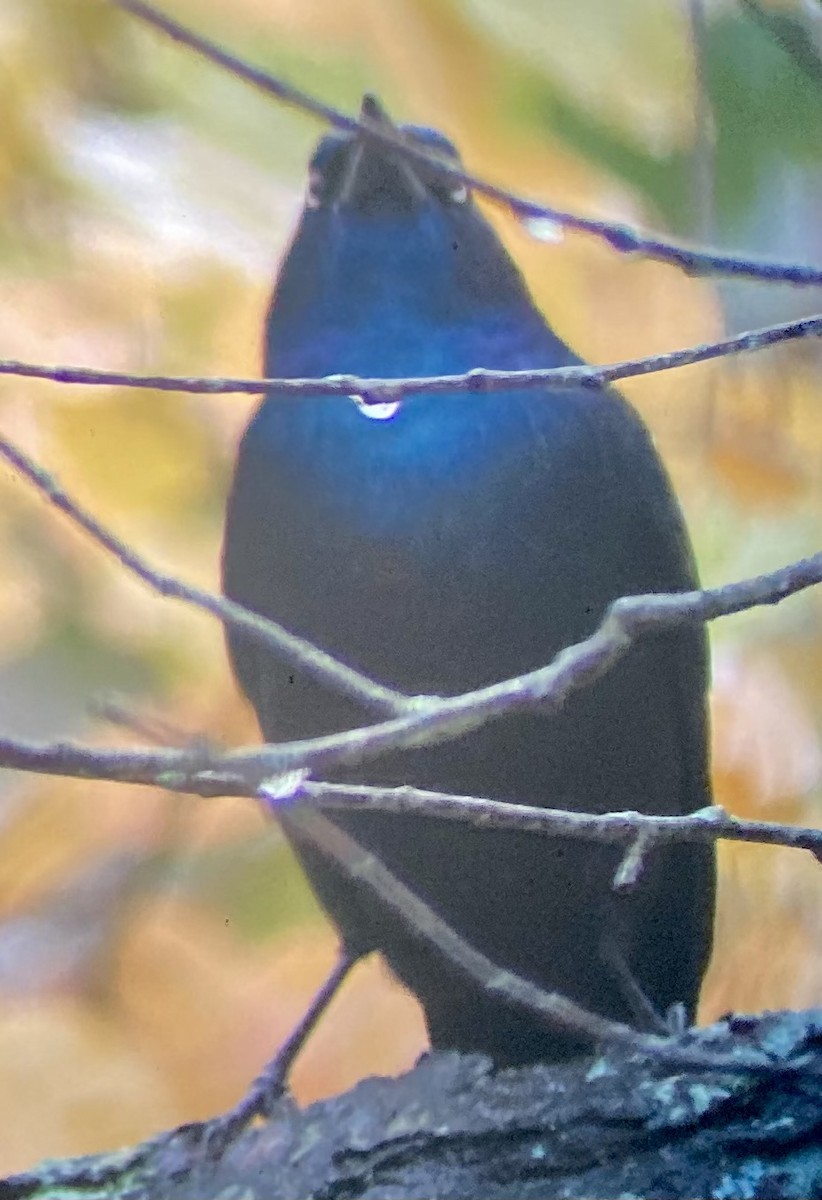 Purpurgrackel (versicolor) - ML645001471