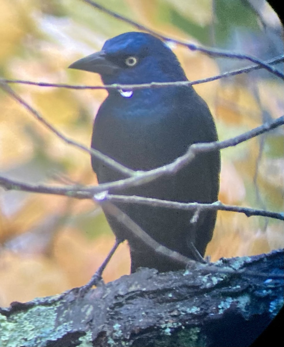 Purpurgrackel (versicolor) - ML645001472