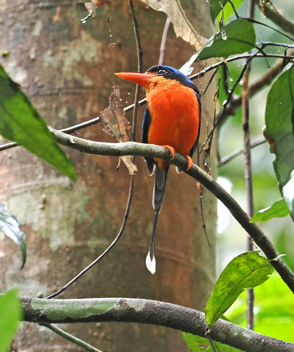 Red-breasted Paradise-Kingfisher - ML645001477