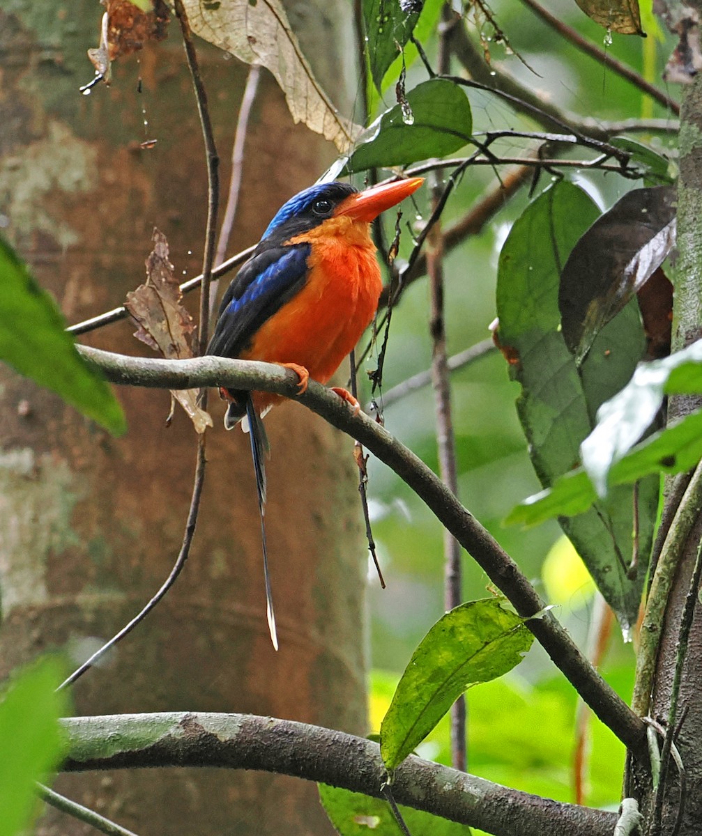 Red-breasted Paradise-Kingfisher - ML645001478