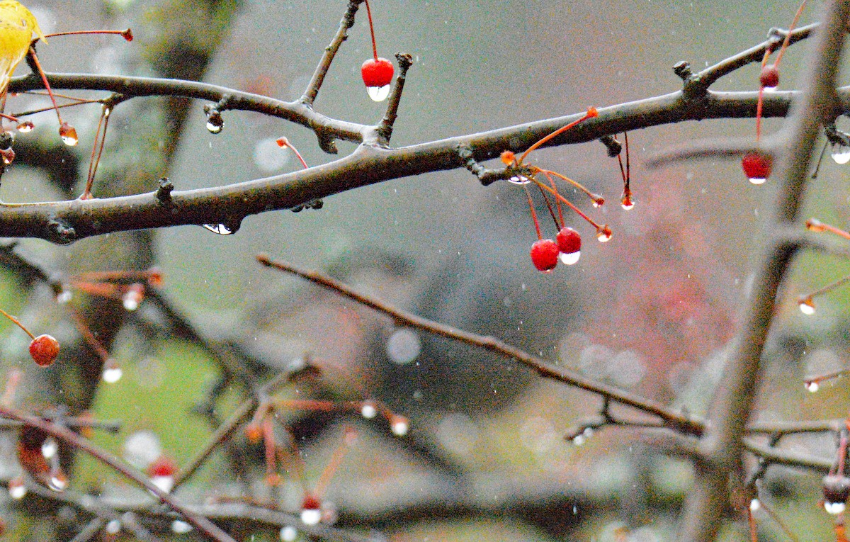 Moqueur chat - ML645001489