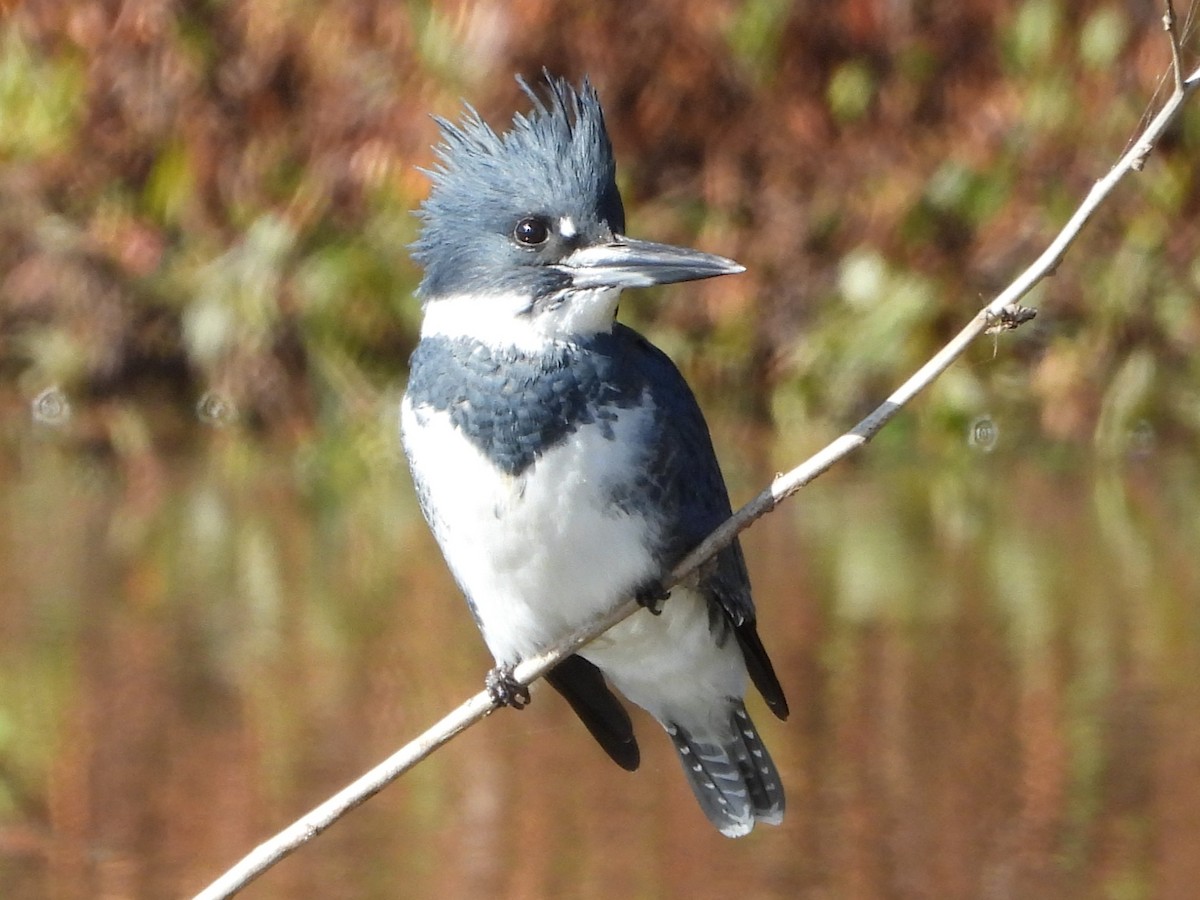 Martin handi iparramerikarra - ML645001495