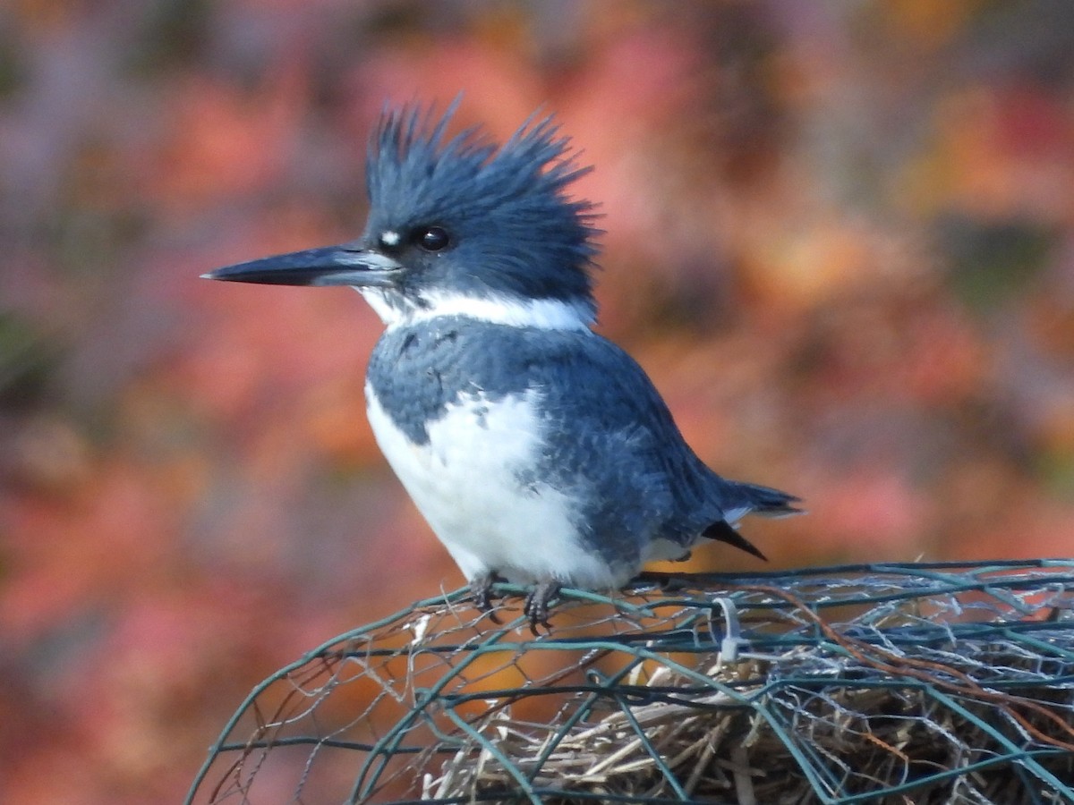 Martin handi iparramerikarra - ML645001496