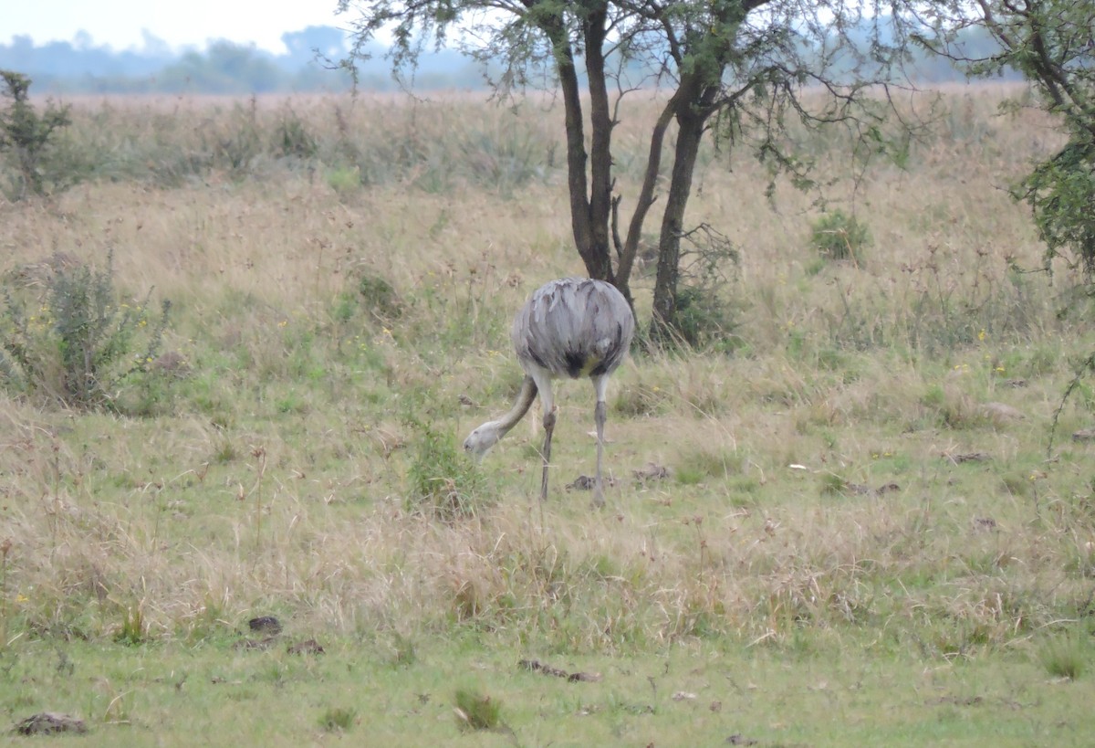 Greater Rhea - ML645001498