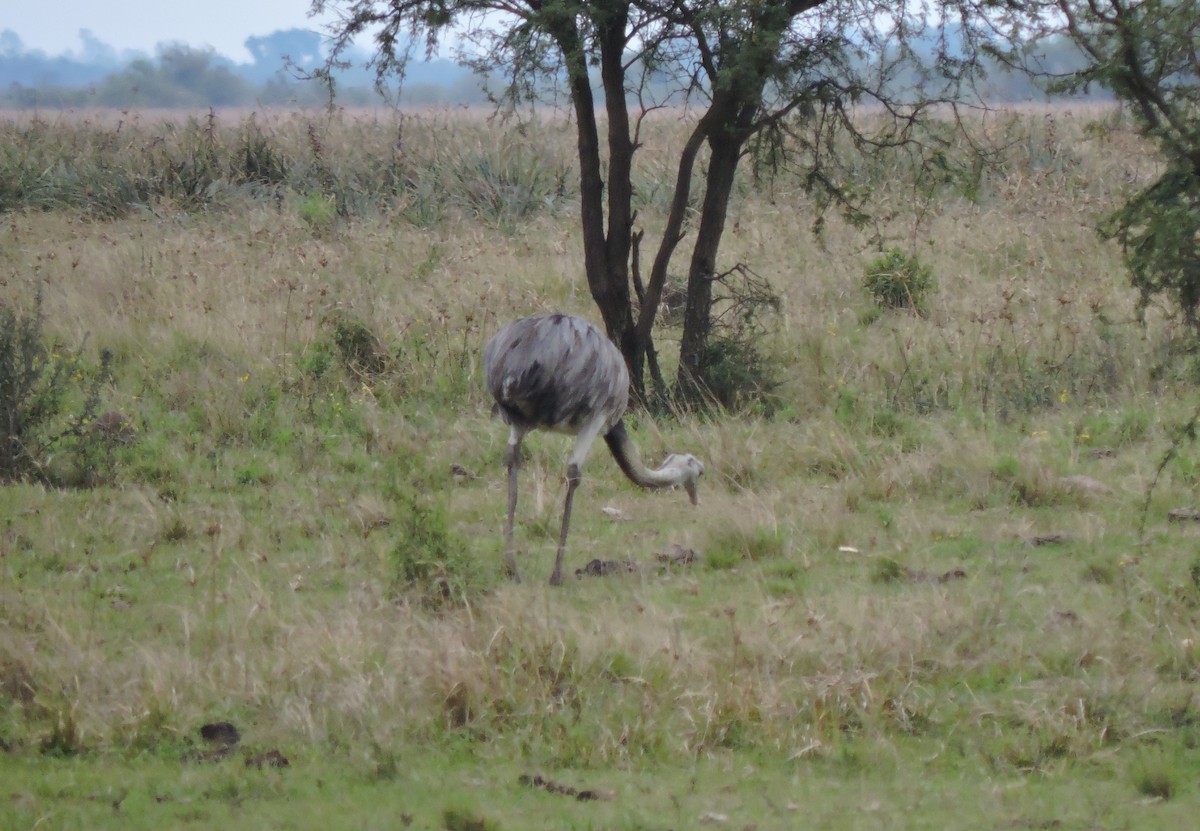 Greater Rhea - ML645001499