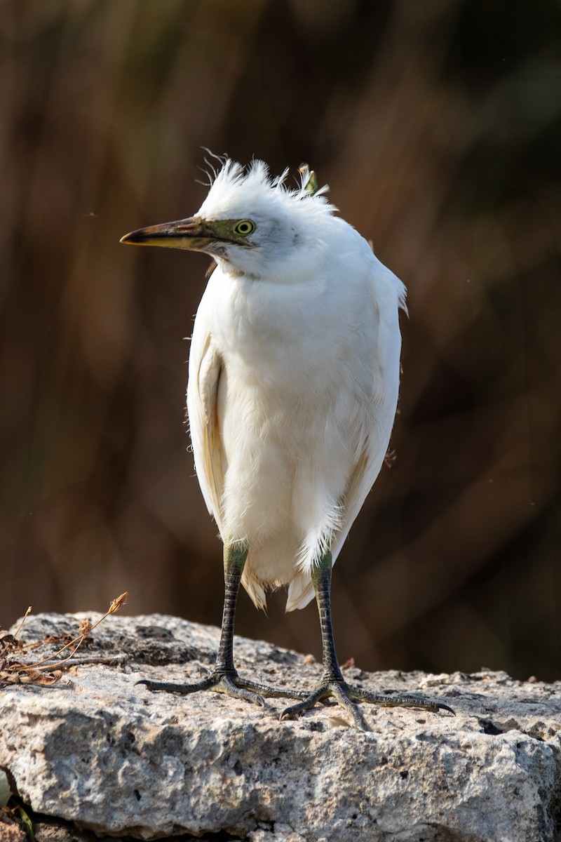 Western Cattle-Egret - ML645001511