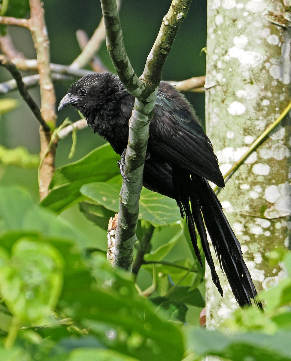 Lesser Black Coucal - ML645001516