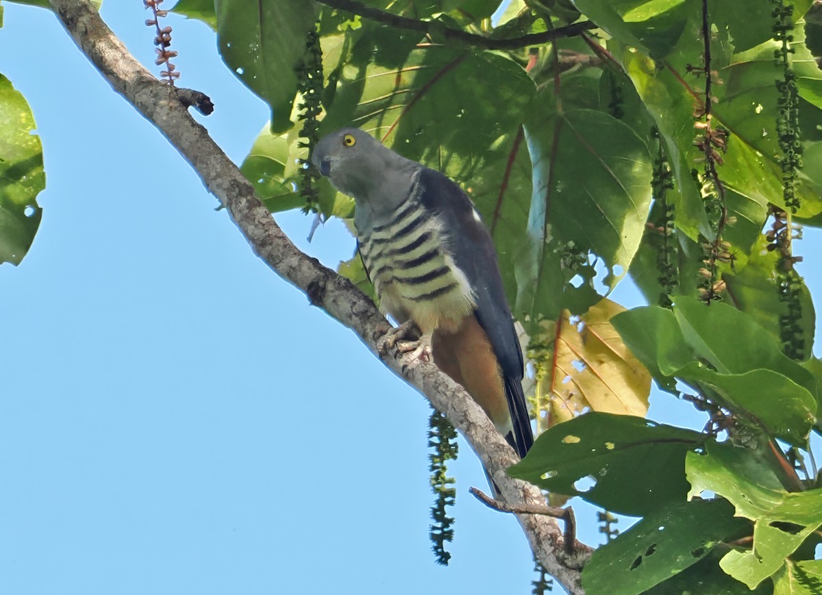 Pacific Baza - ML645001517