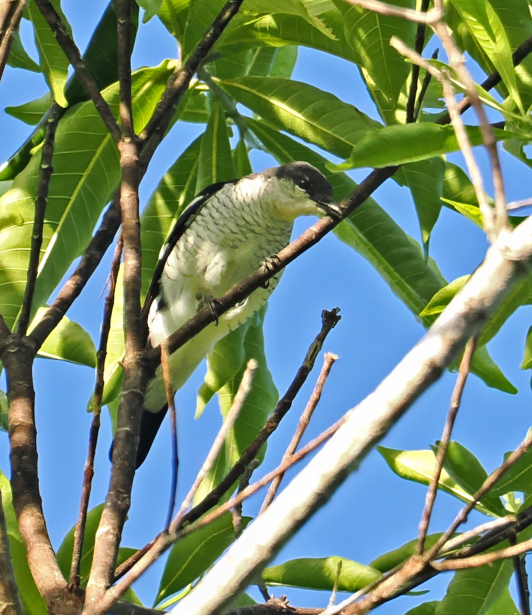 Black-browed Triller - ML645001537