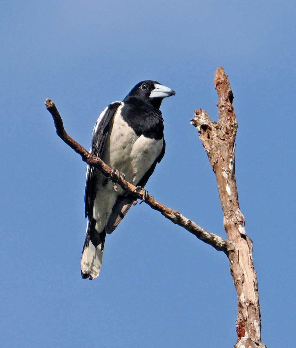 Hooded Butcherbird - ML645001543