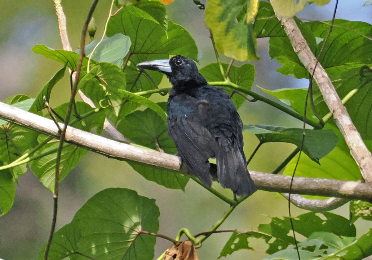 Black Butcherbird - ML645001544