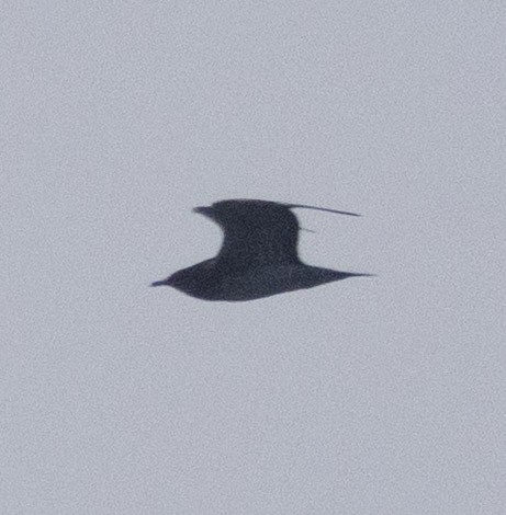 Parasitic Jaeger - ML645001555