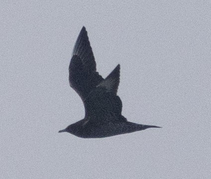 Parasitic Jaeger - ML645001558