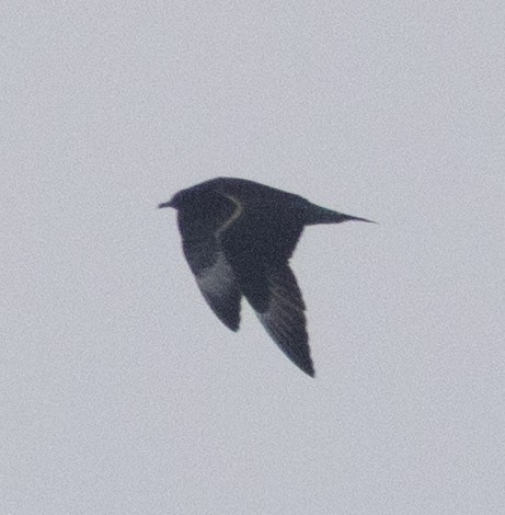 Parasitic Jaeger - ML645001563