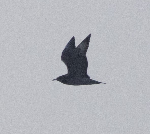 Parasitic Jaeger - ML645001565