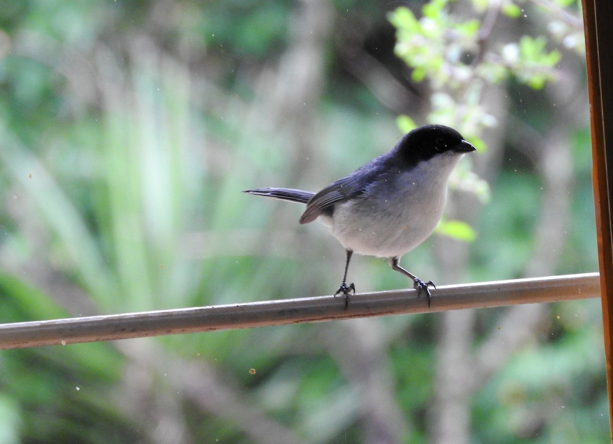 Black-capped Warbling Finch - ML645001573