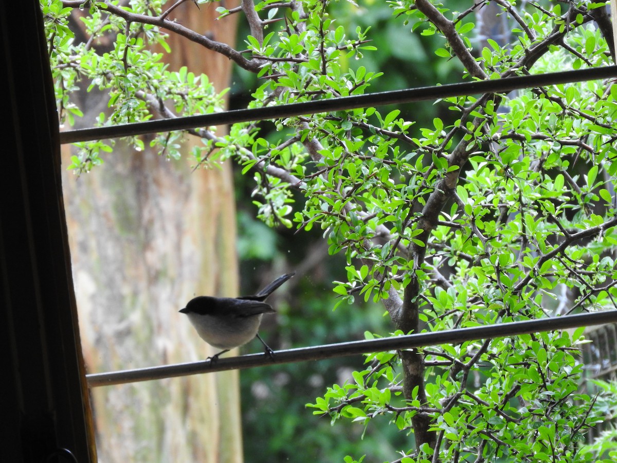 Black-capped Warbling Finch - ML645001574