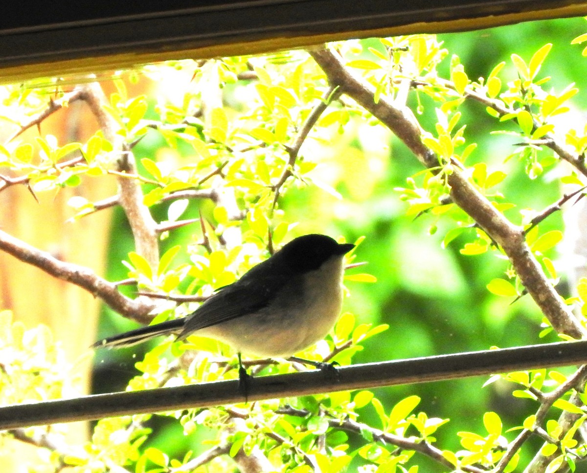 Black-capped Warbling Finch - ML645001576