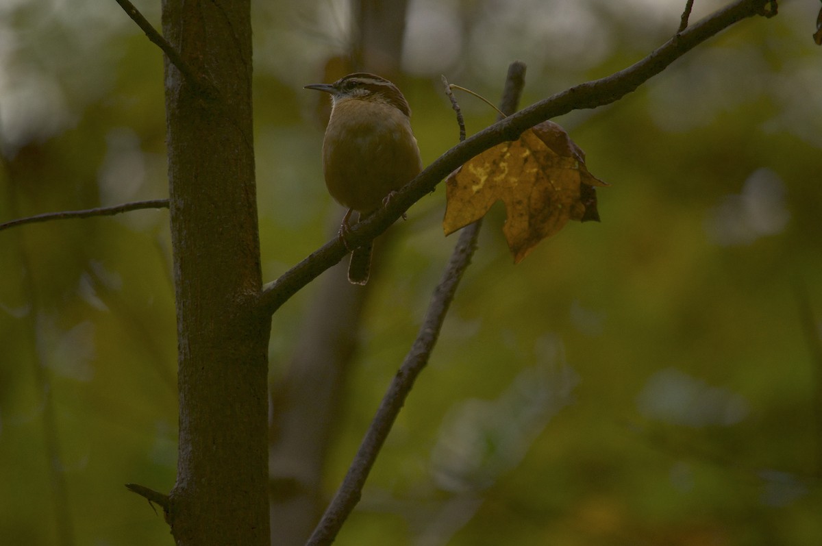 Carolina Wren - ML645001577