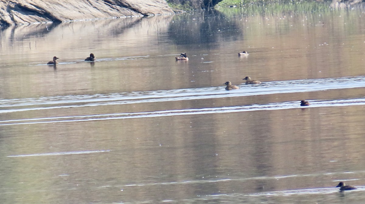 White-backed Duck - ML645001591