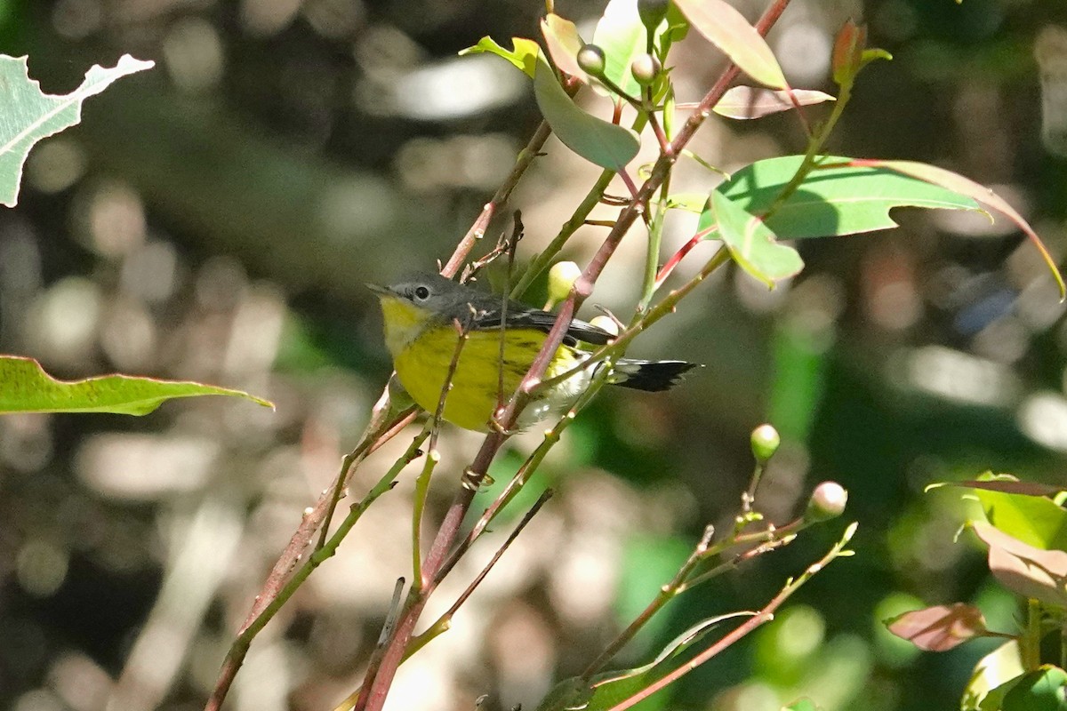 Magnolia Warbler - ML645001622