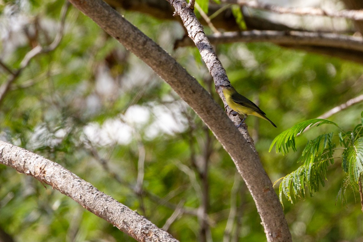 Philadelphia Vireo - ML645001627