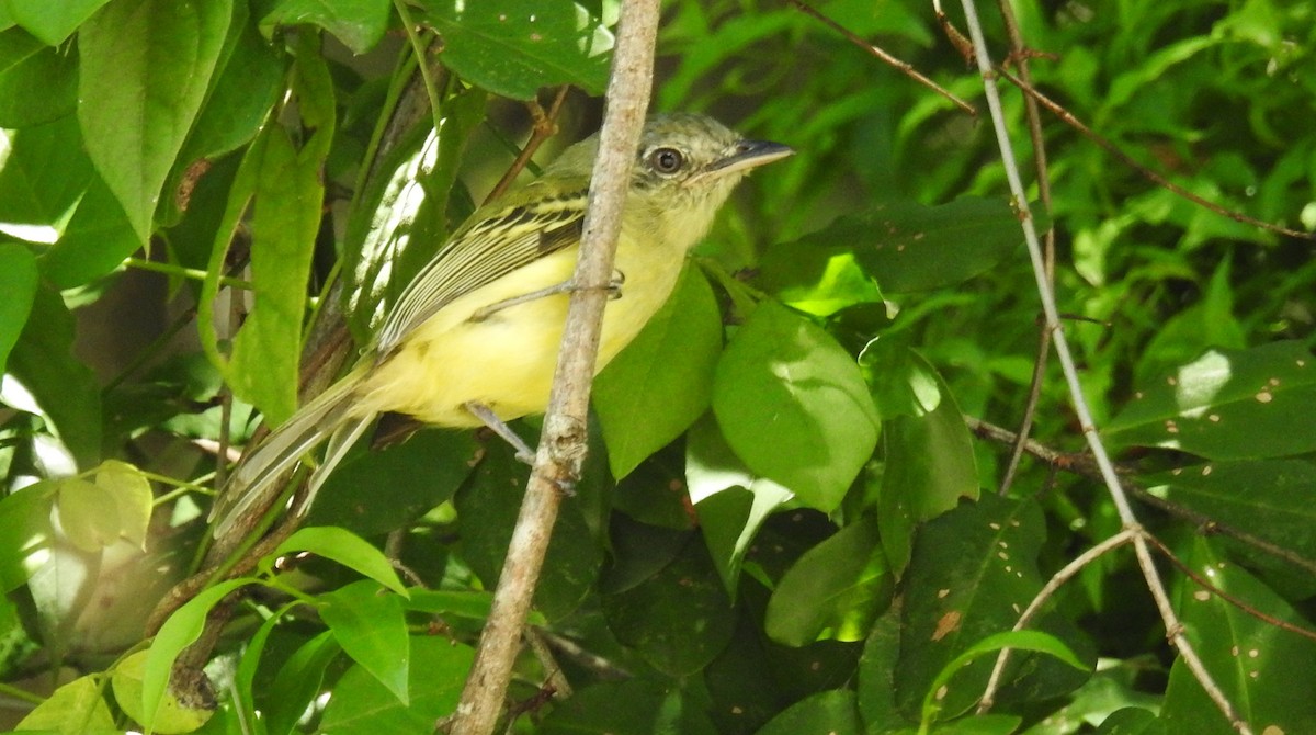 Yellow-olive Flatbill - ML645001639