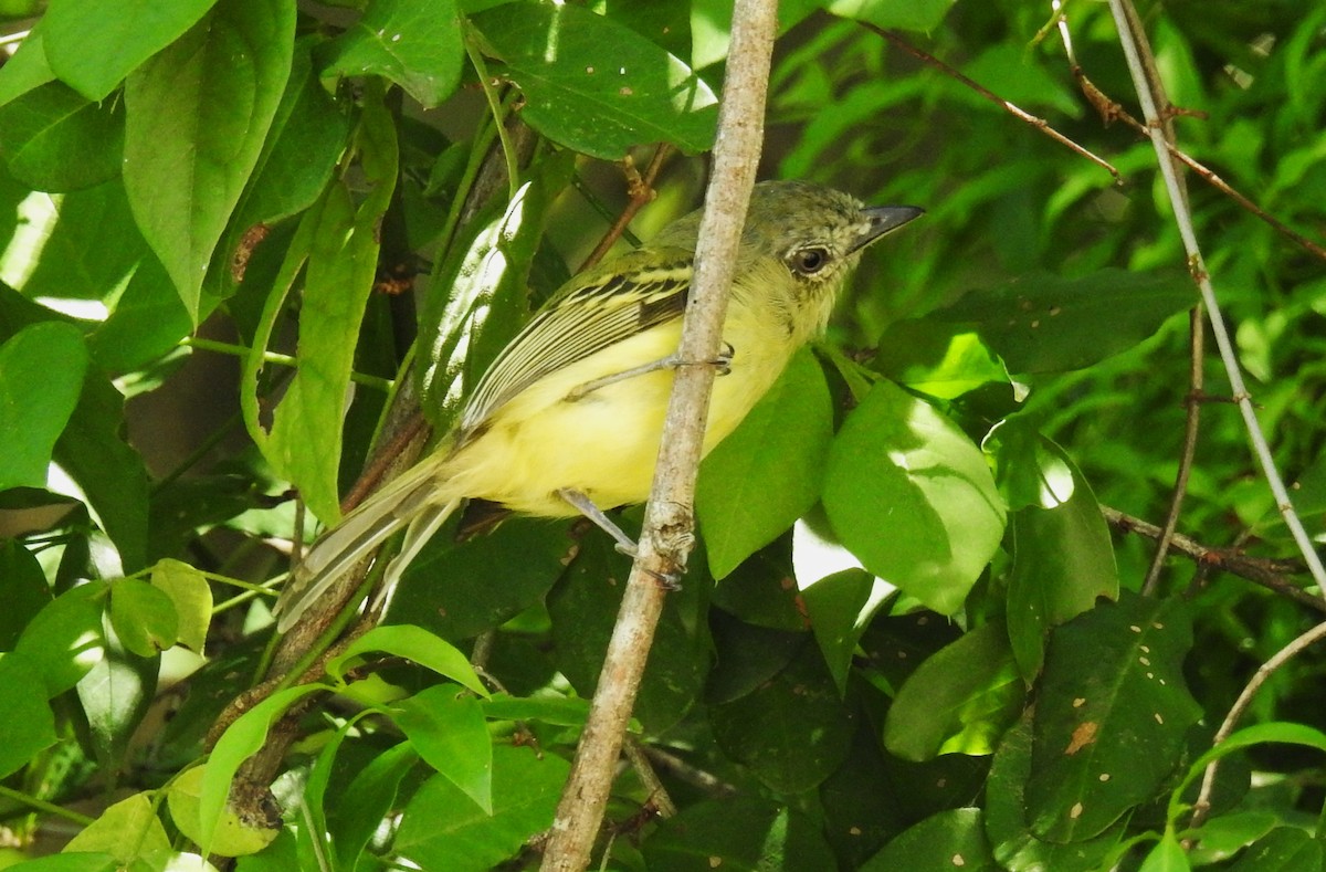 Yellow-olive Flatbill - ML645001640