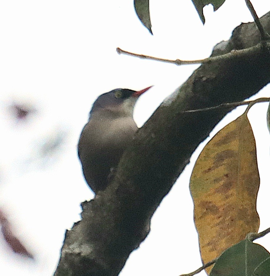 Velvet-fronted Nuthatch - ML645001647