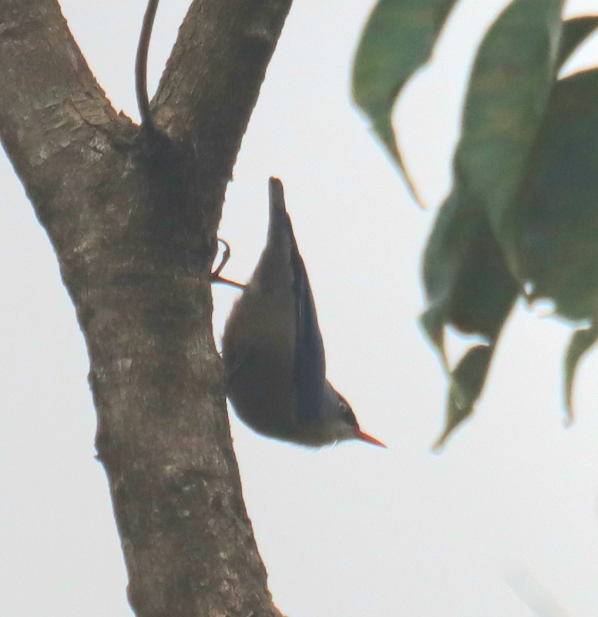 Velvet-fronted Nuthatch - ML645001648