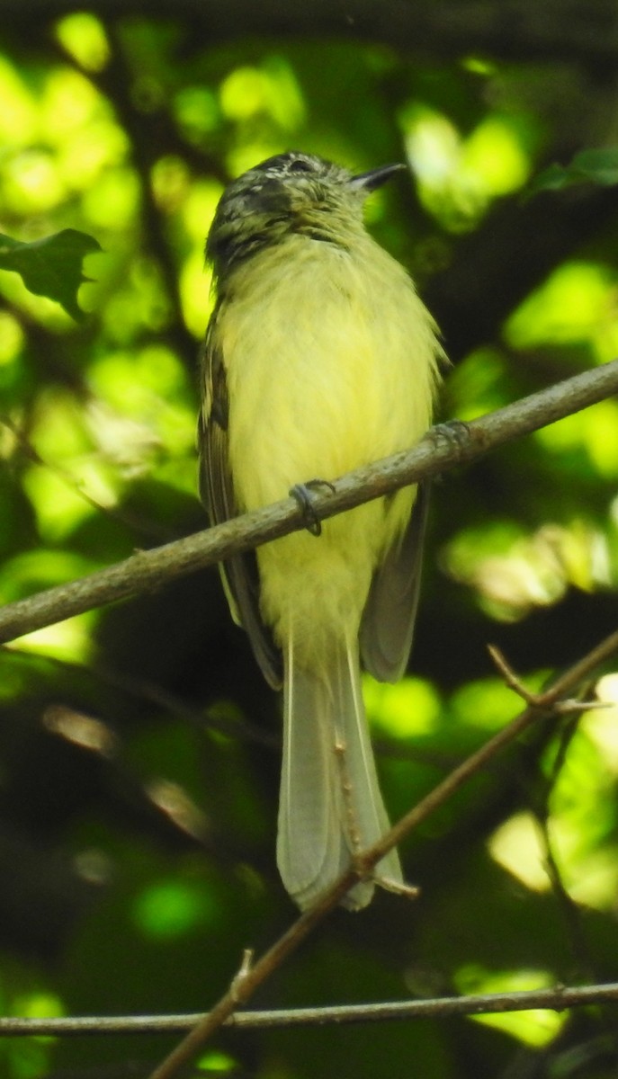 Marble-faced Bristle-Tyrant - ML645001680