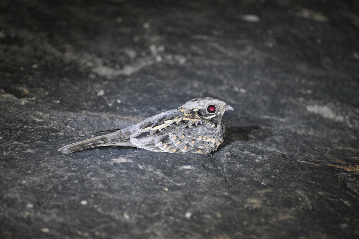 Hint Çobanaldatanı - ML645001706