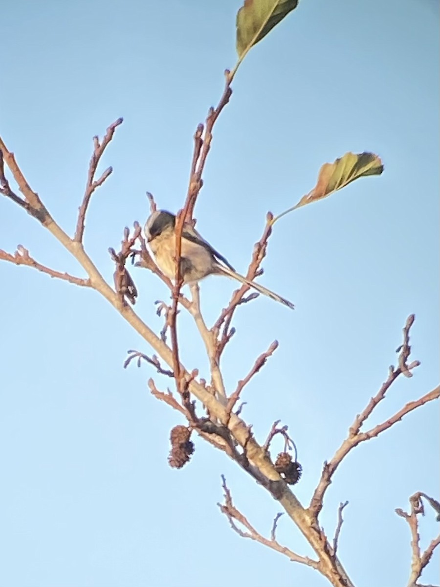 Long-tailed Tit - ML645001741