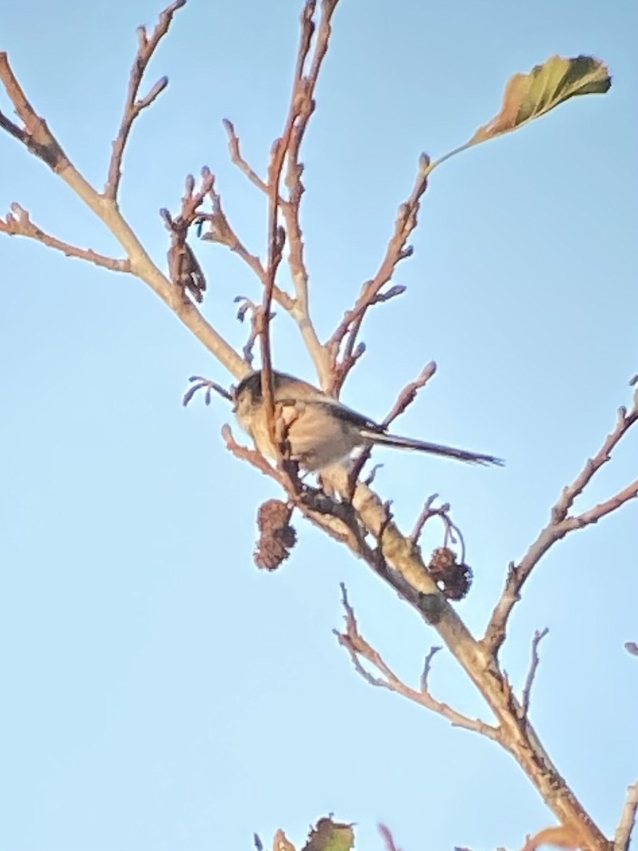 Long-tailed Tit - ML645001742